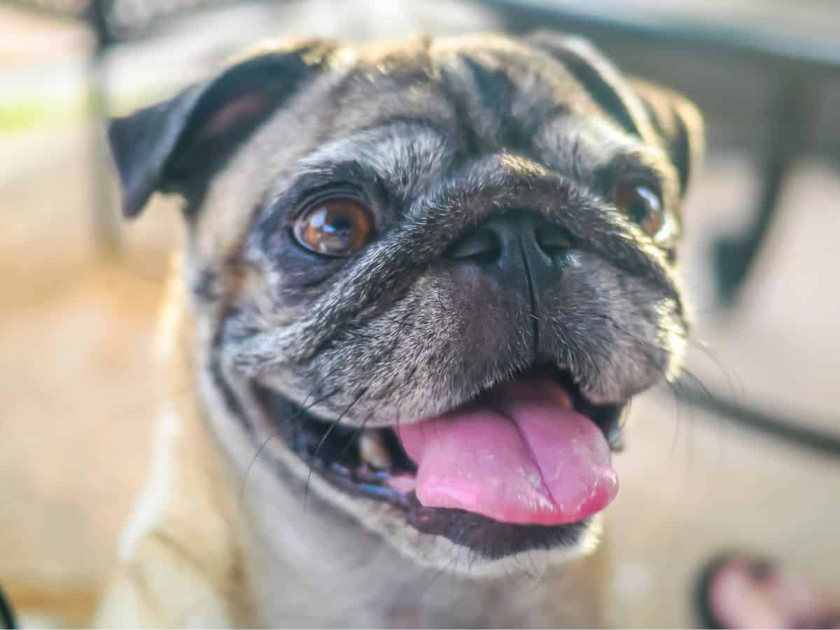 Are Pugs Smart?