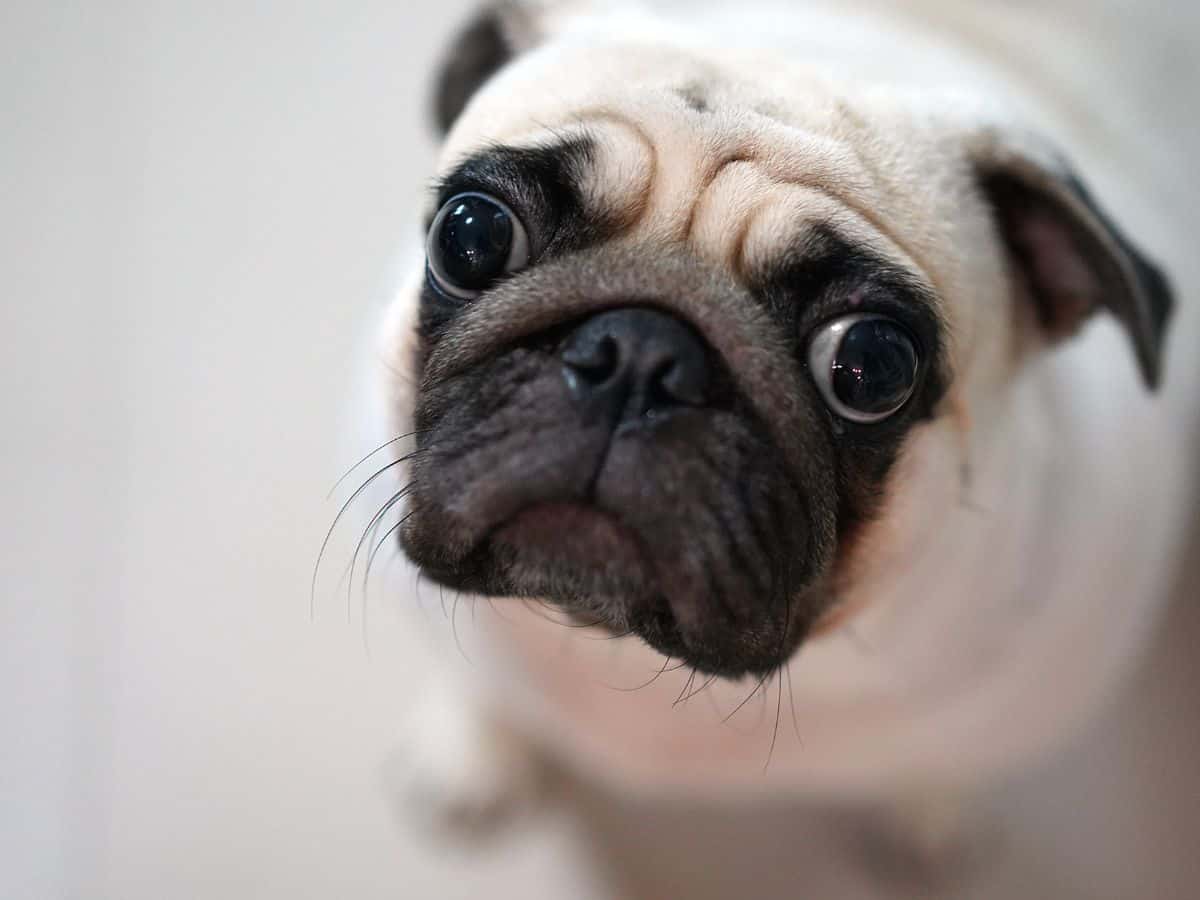 Are Pugs Smart?