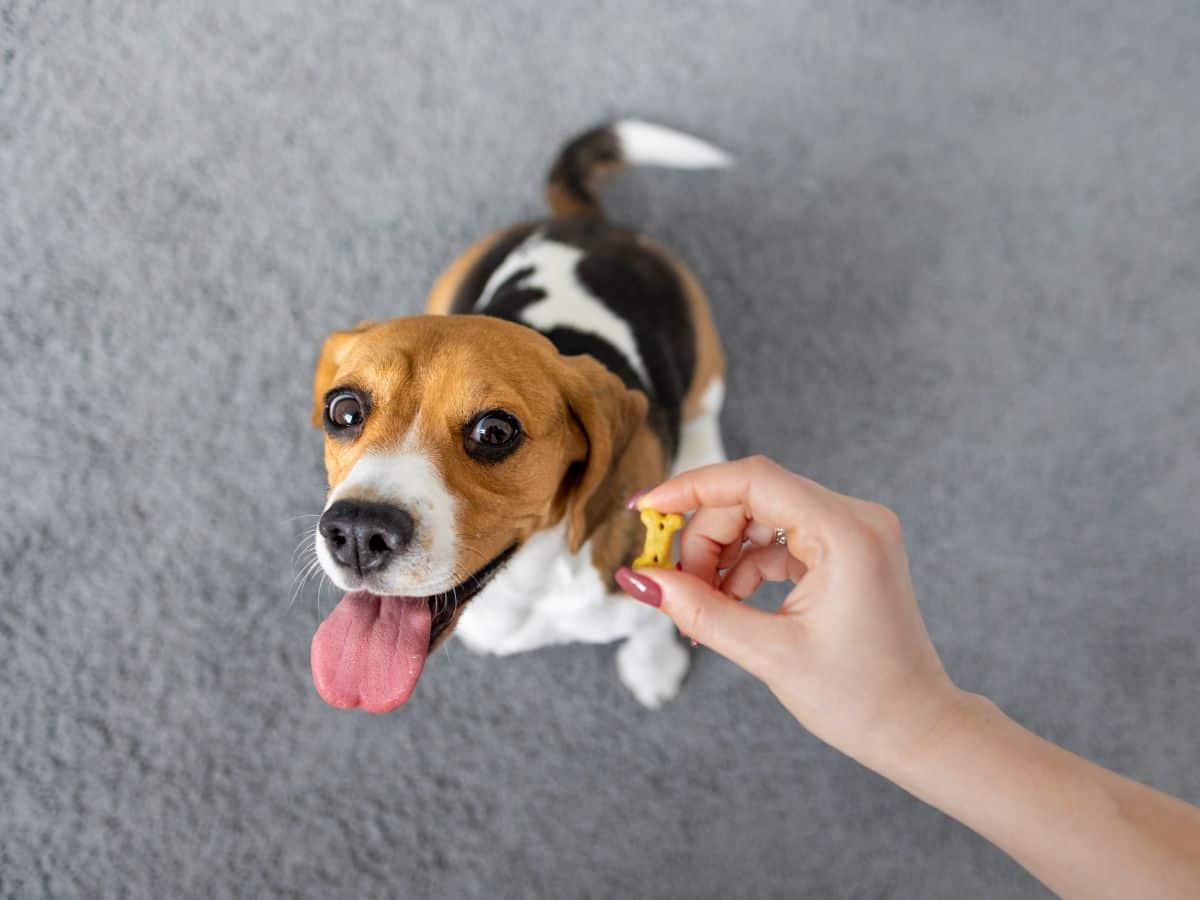 Top 10 Dog Training Tips for New Owners