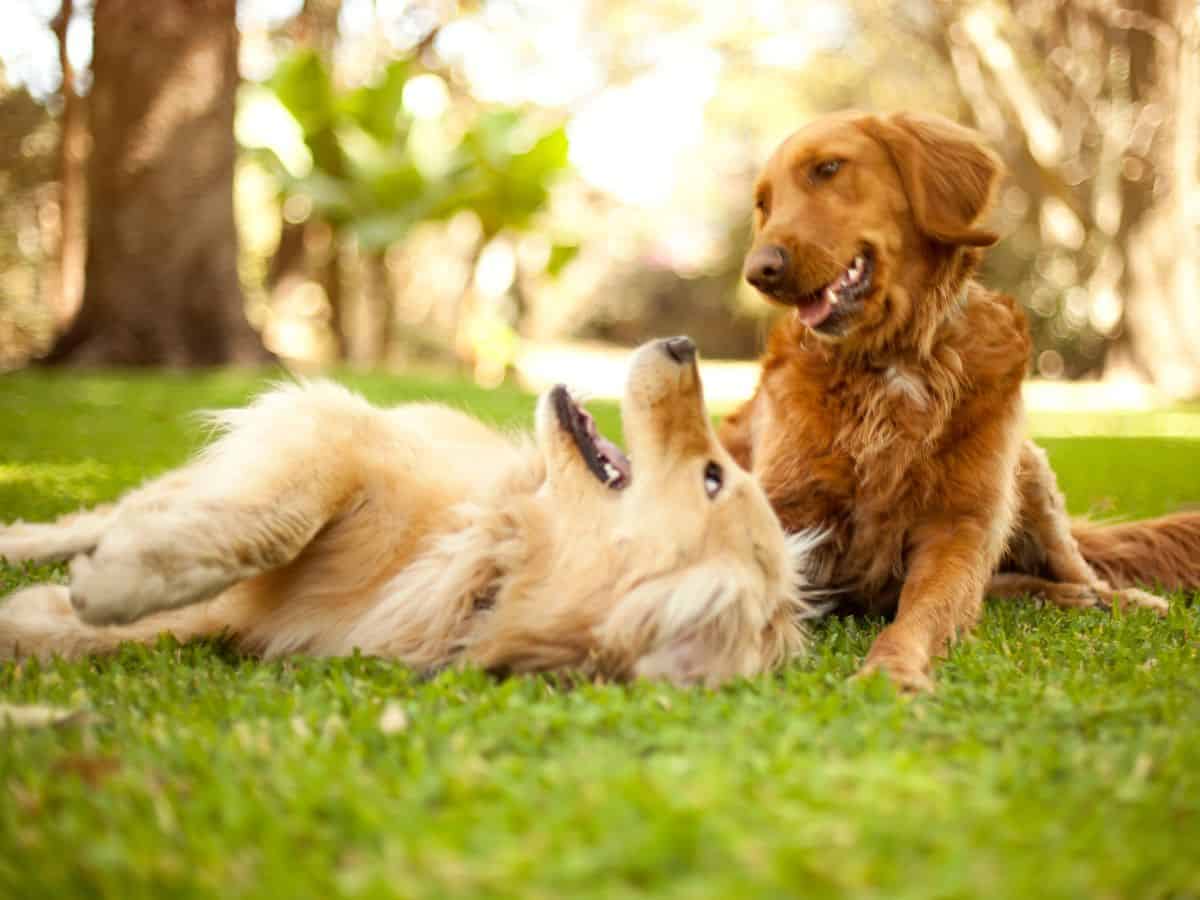 Top 10 Dog Training Tips for New Owners