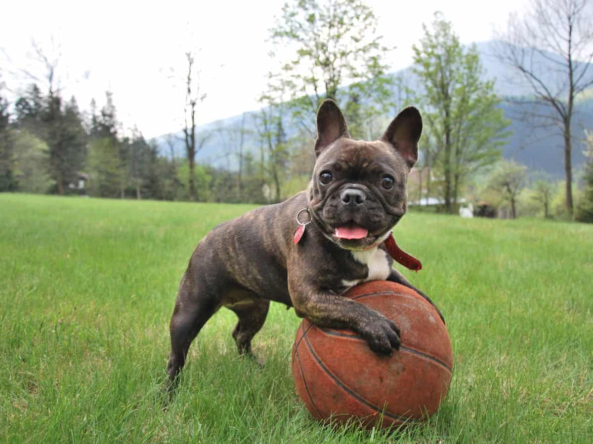 Top 10 Dog Training Tips for New Owners