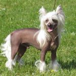 Chinese Crested Dog