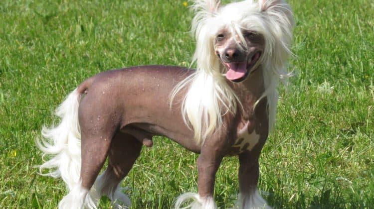 Chinese Crested Dog