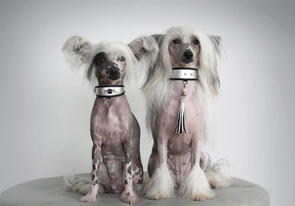 Chinese Crested Dog: Comprehensive Guide