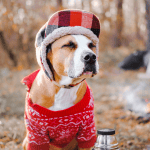 Dog Camping Gear