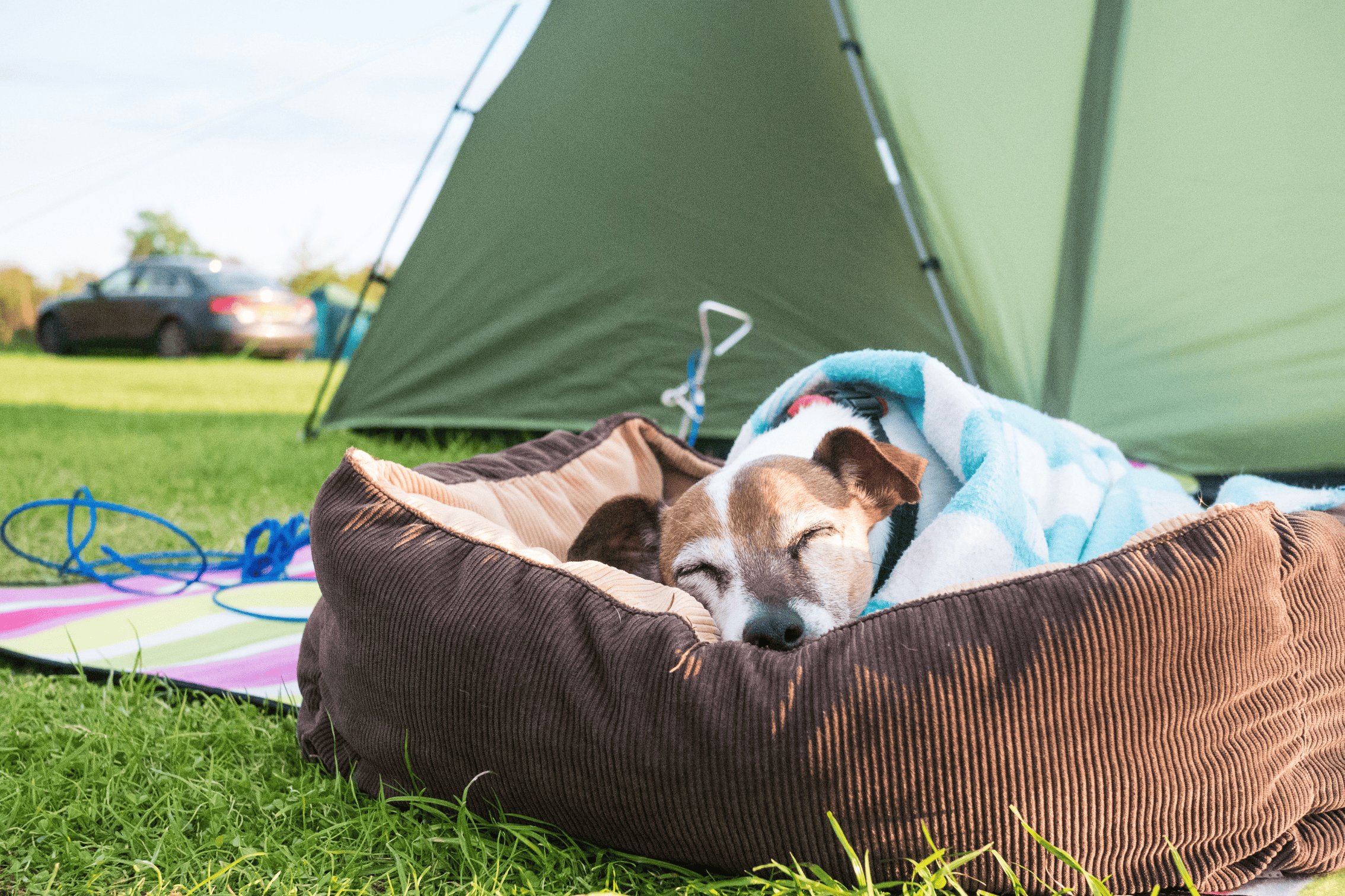 Dog Camping Gear