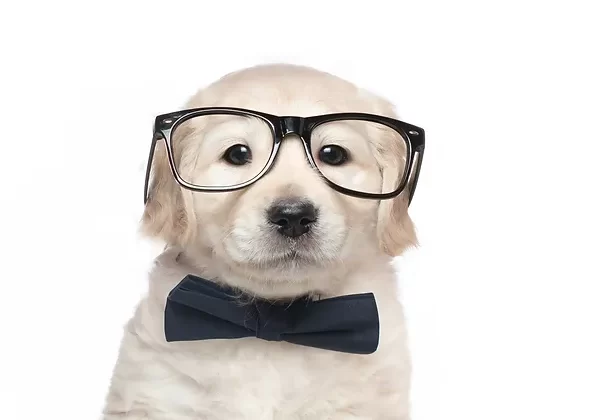 Brain Training for Dogs Review