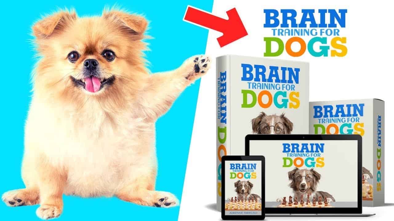 Brain Training for Dogs Review
