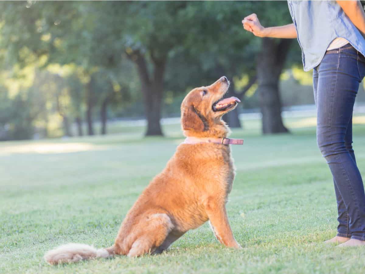 Positive Reinforcement Is The Best Dog Training Method