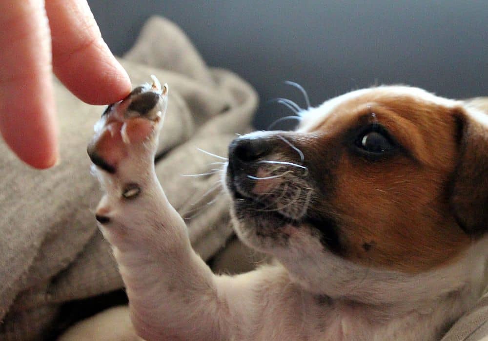 Brain Training for Dogs Review