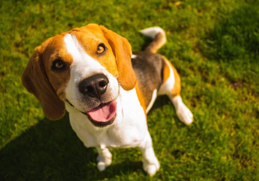 Brain Training for Dogs Review