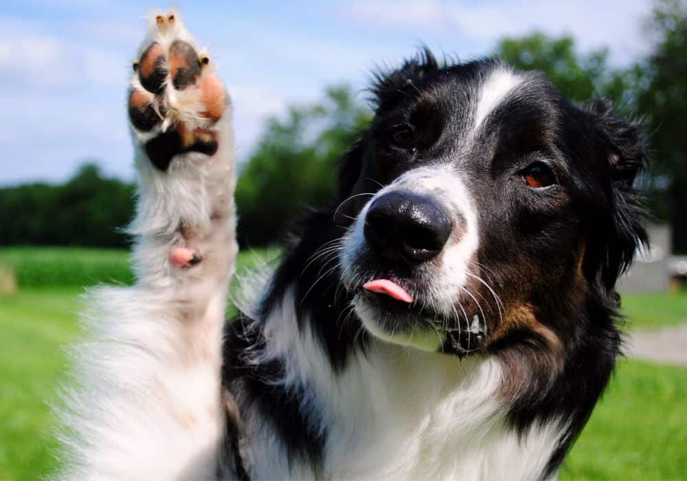 Brain Training for Dogs Review