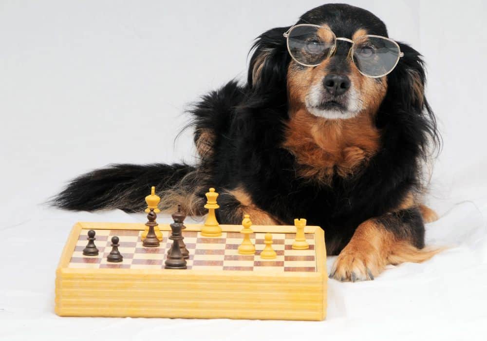 Brain Training for Dogs Review