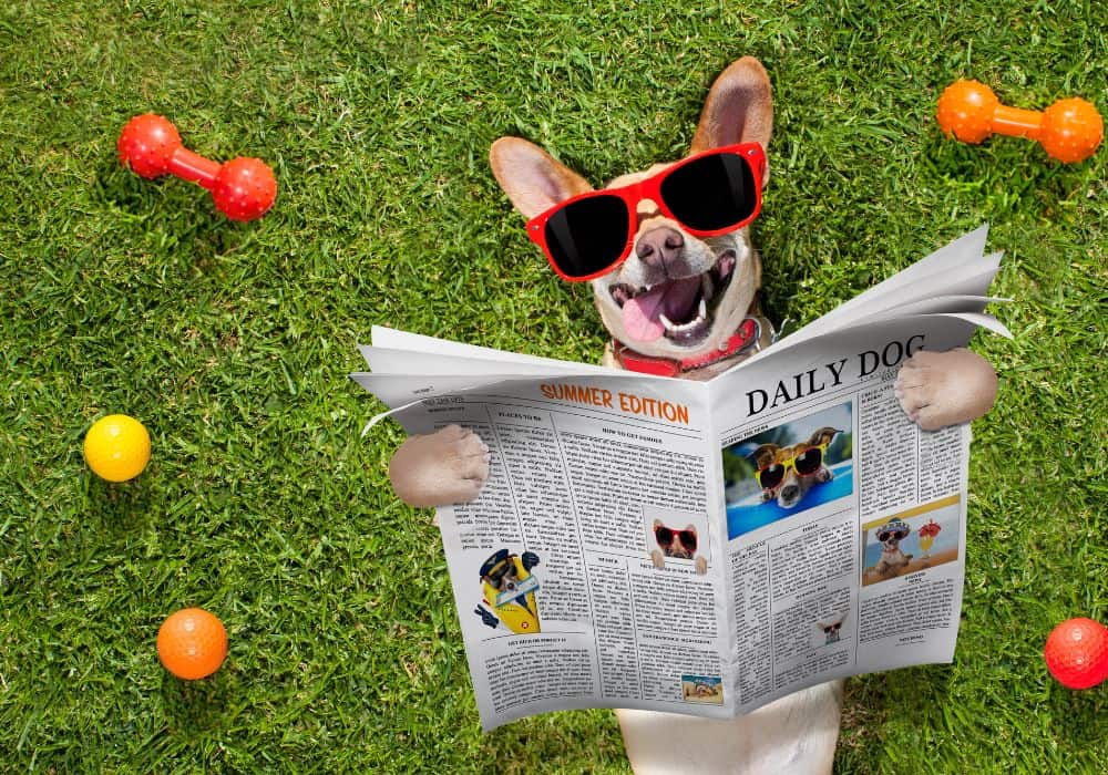 Brain Training for Dogs Review