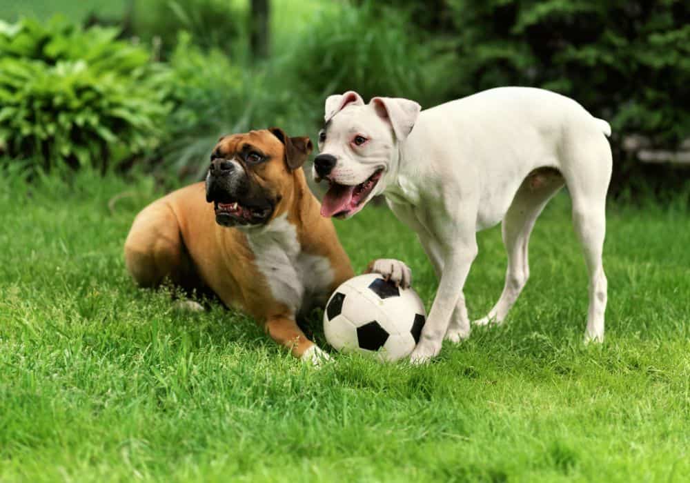 Brain Training for Dogs Review