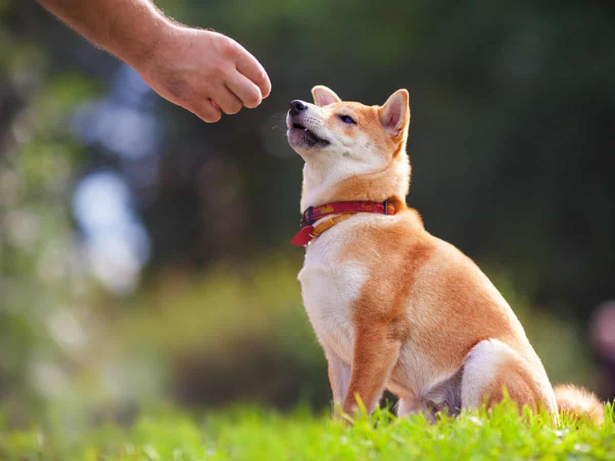 Positive Reinforcement Is The Best Dog Training Method