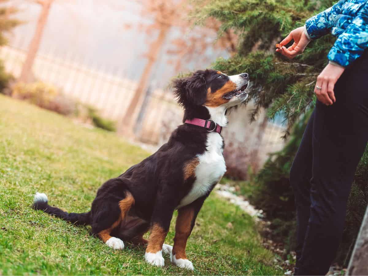 Positive Reinforcement Is The Best Dog Training Method