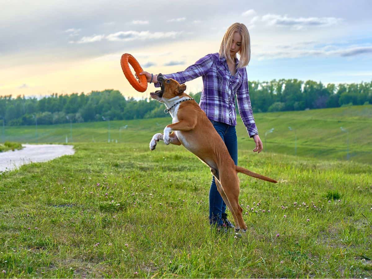 Positive Reinforcement Is The Best Dog Training Method