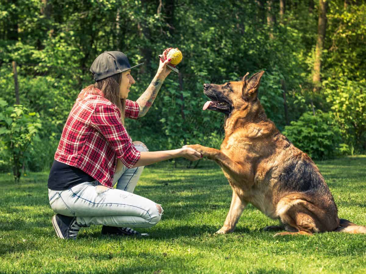 Positive Reinforcement Is The Best Dog Training Method