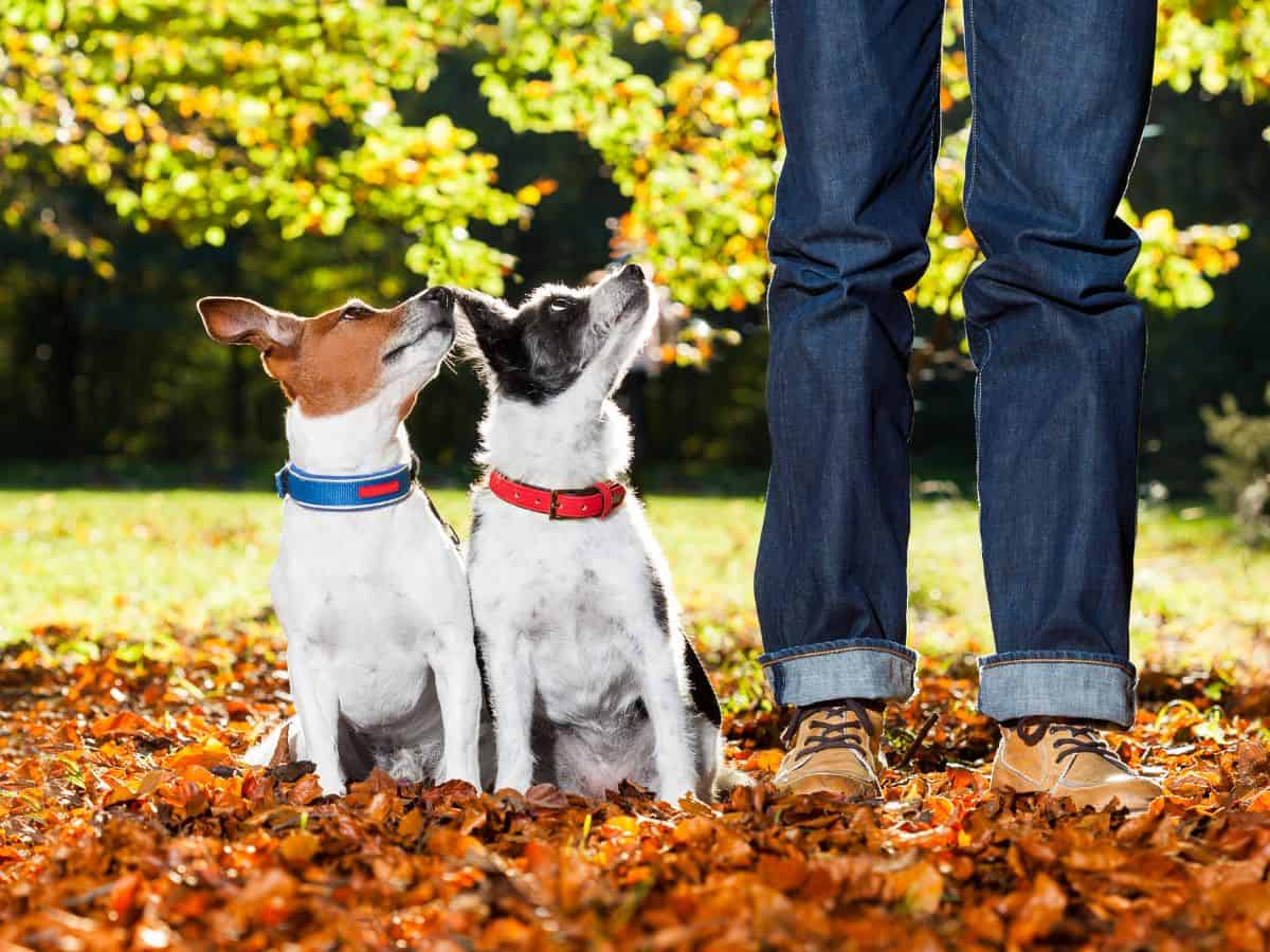 Positive Reinforcement Is The Best Dog Training Method